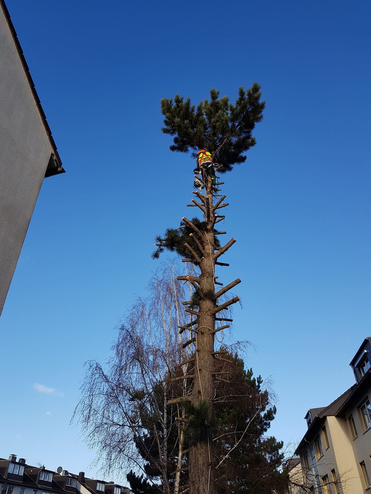 Gartenbau 9
