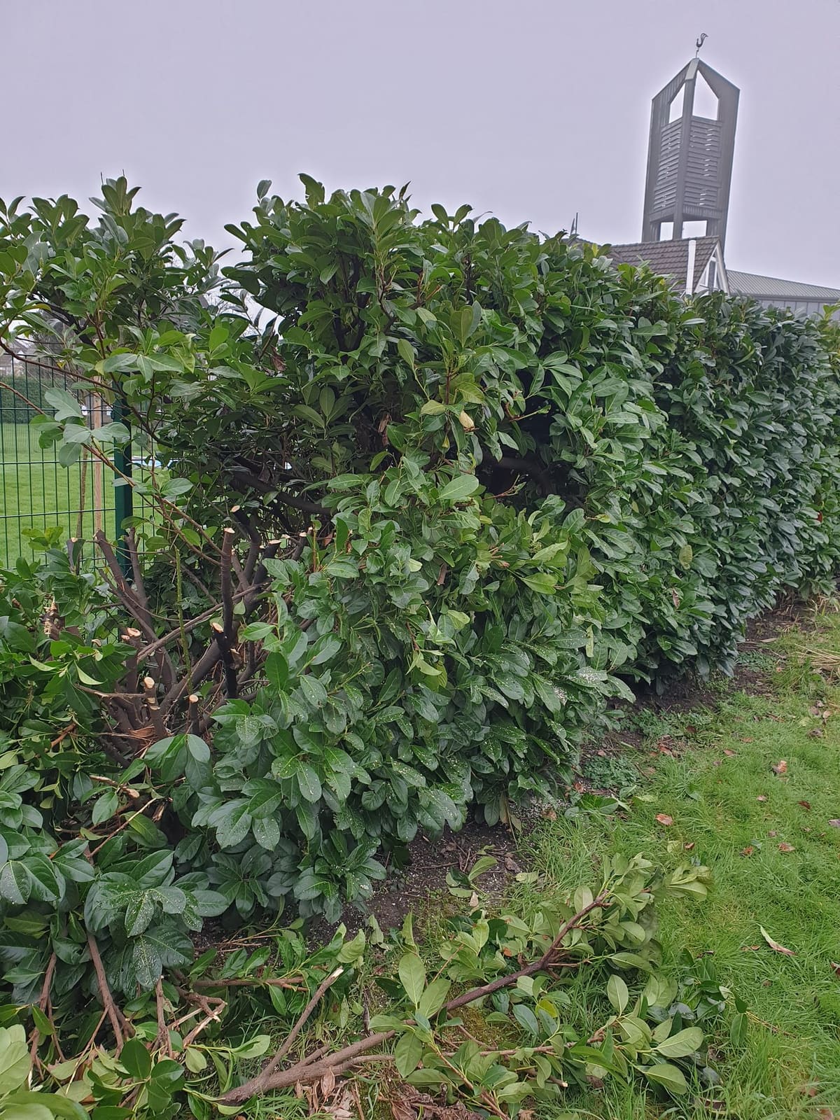 Gartenbau 41